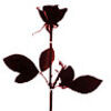 cswphotography
